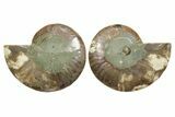 Cut & Polished, Agatized Ammonite Fossil - Madagascar #349013-1